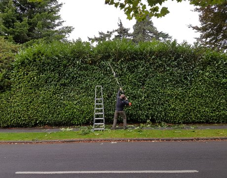 Hedge Cutting Chandlers Ford